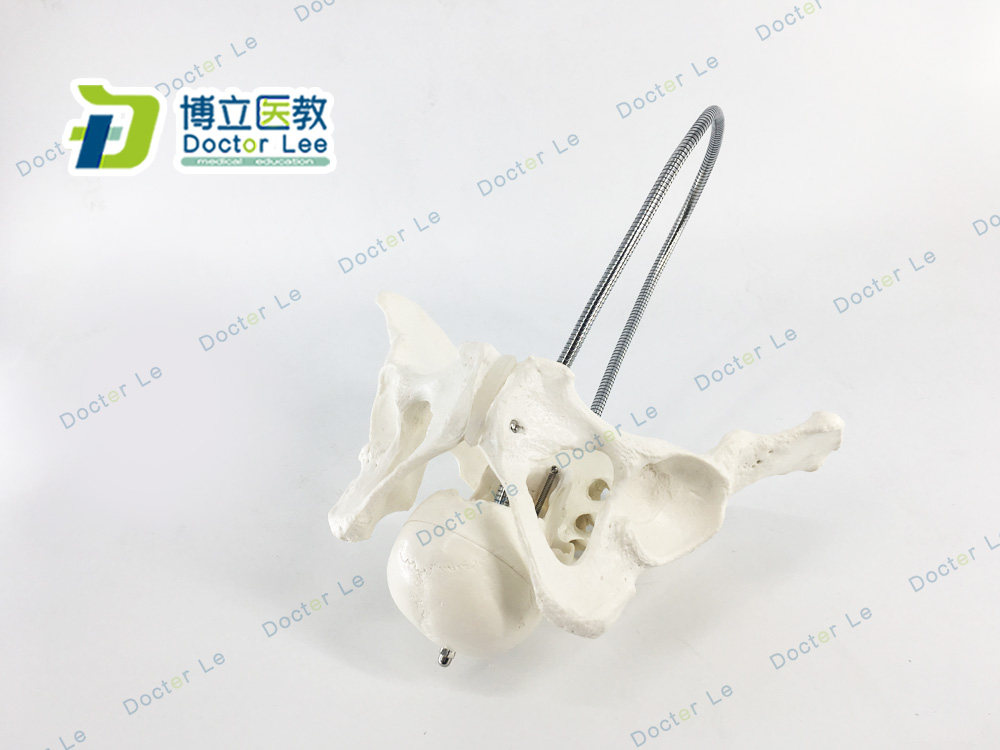 新成正品 产妇助产盆骨模型 生育示教 女性骨盆婴儿头骨 分娩教具