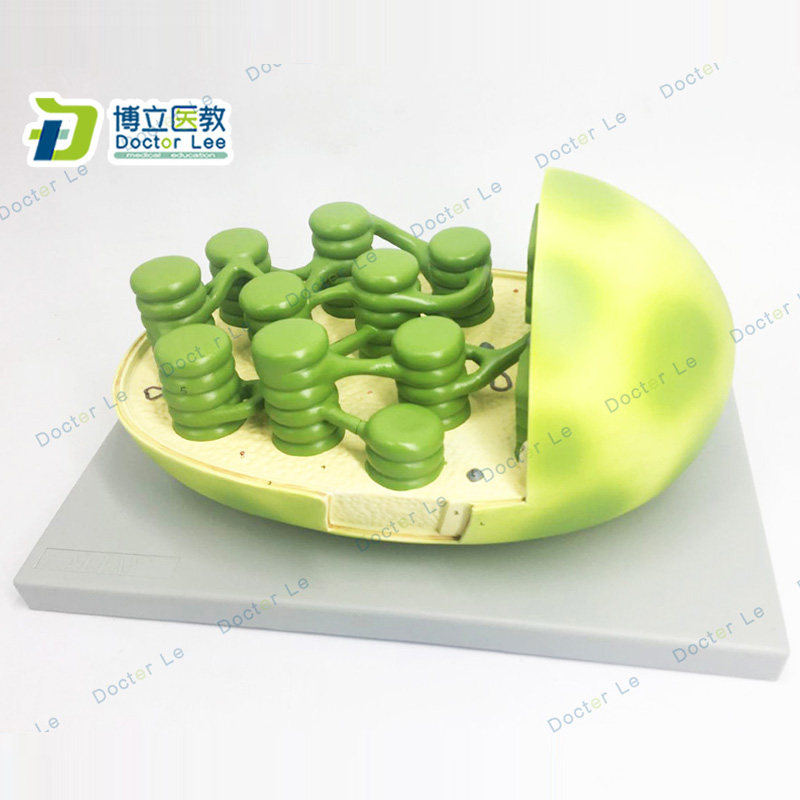 新品叶绿体结构模型显微结构初高中生物教学模型科教仪器