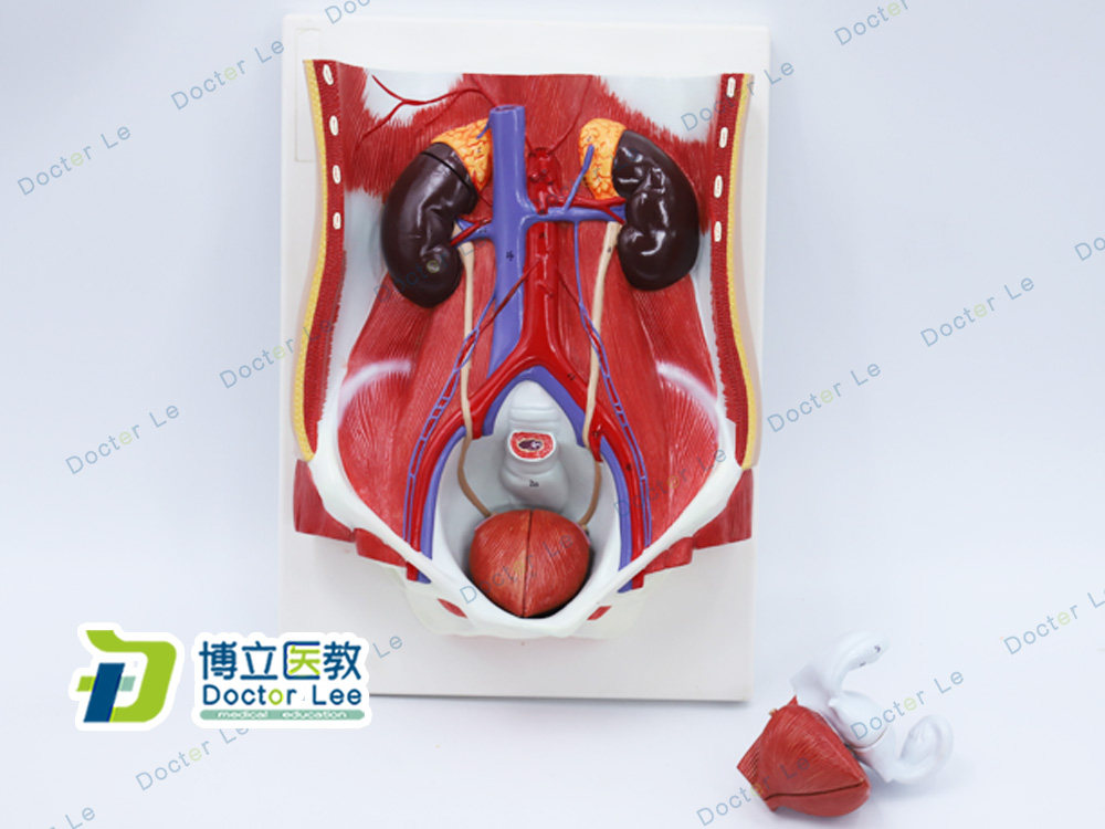 医学人体男女性泌尿系统模型 膀胱腹腔后腹壁肾解剖模型