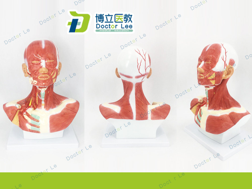 头颈部肌肉解剖模型 头部神经血管模型 胸部肌肉 人体肌肉模型