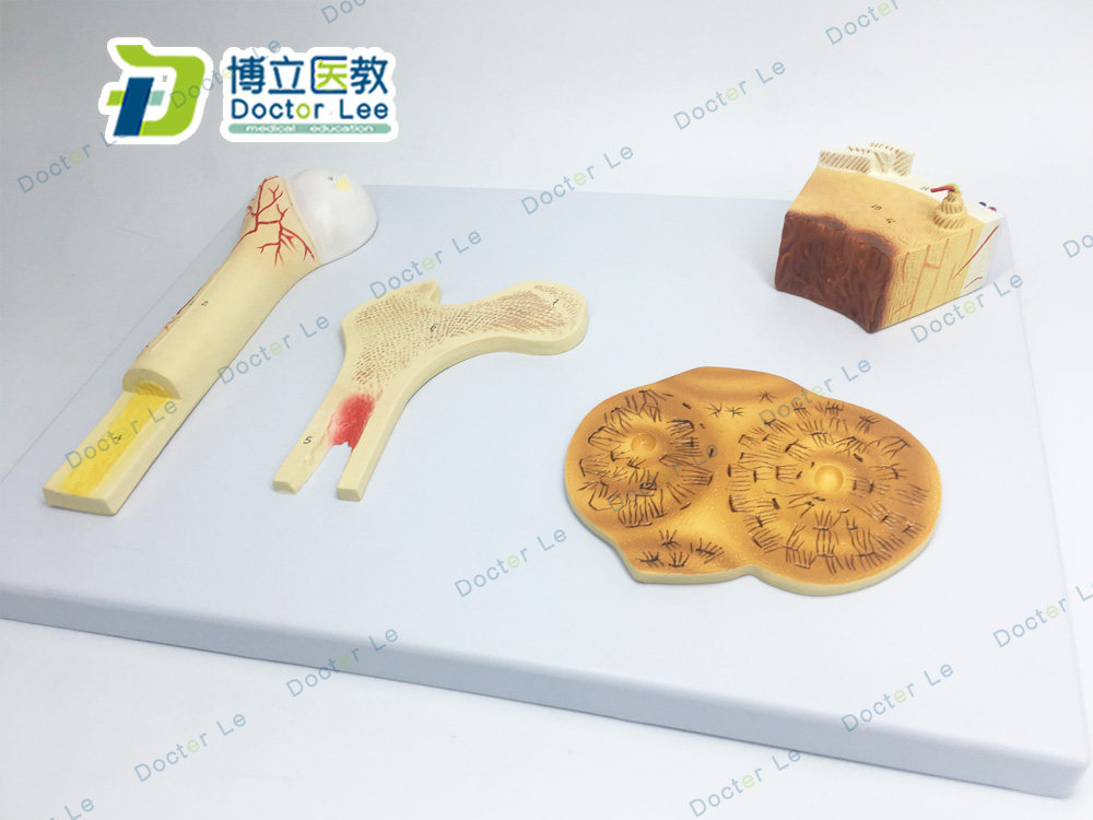 骨结构模型血管松质骨密质骨和股骨骨骼解剖 模型 教学模型