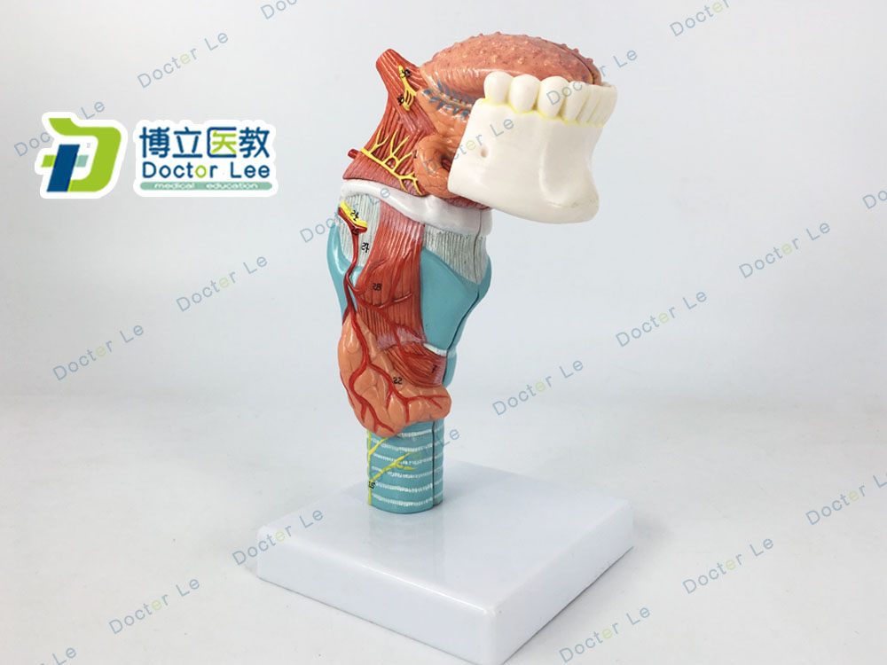人体喉舌牙模型咽喉解剖舌头模型甲状腺模型器官