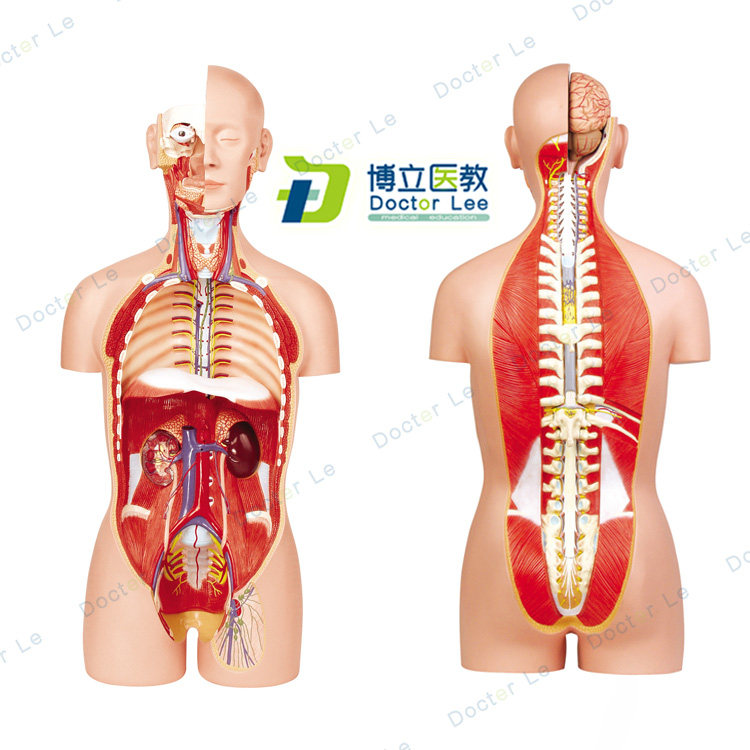 正品85CM人体器官系统解剖模型医学解剖系统躯干内脏模型