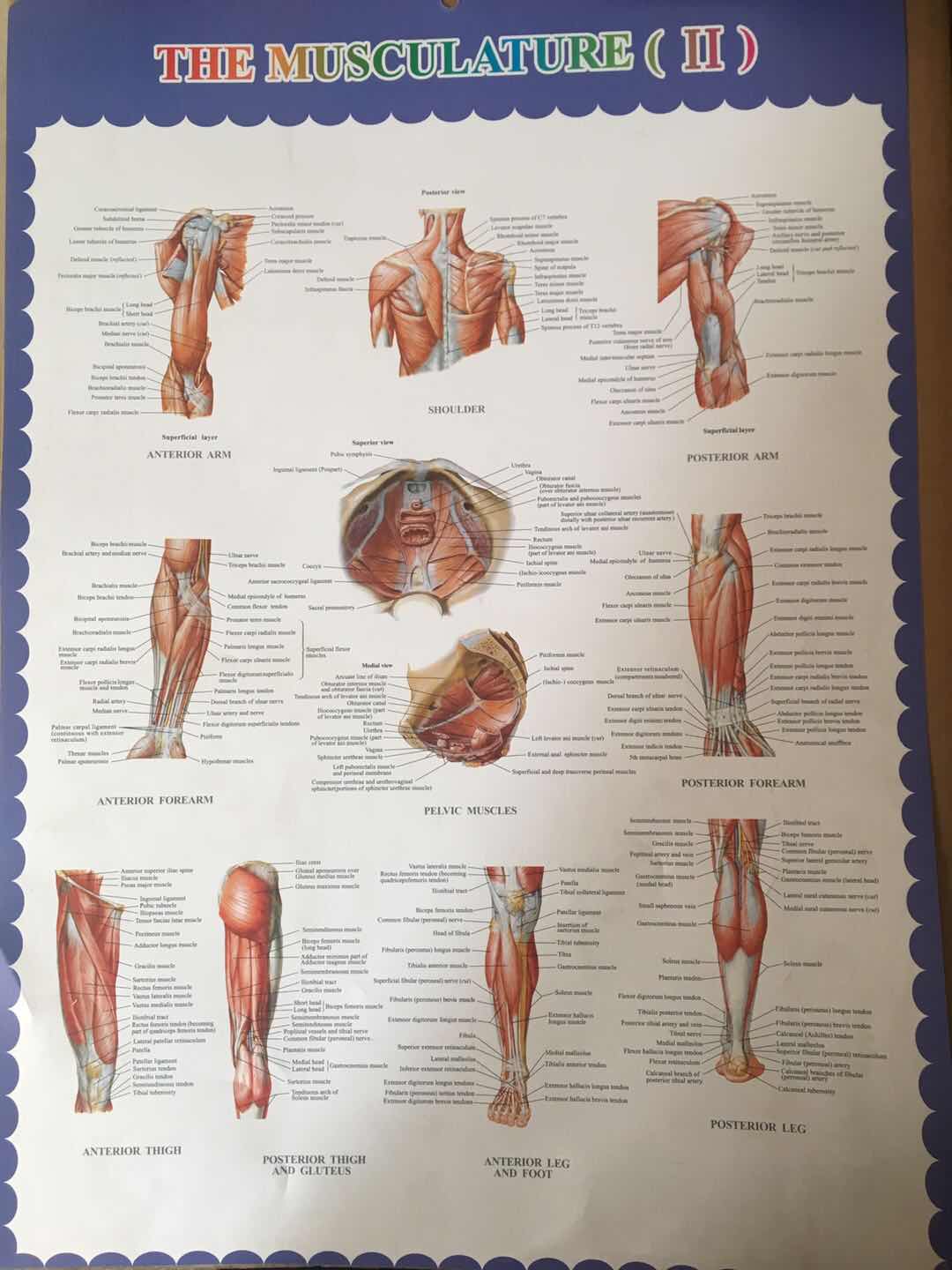 人体肌肉挂图