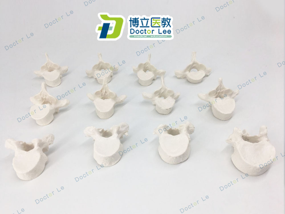 人体骨骼模型 散骨 脊柱 脊椎 医用教学脊椎 12节 胸椎散股模型