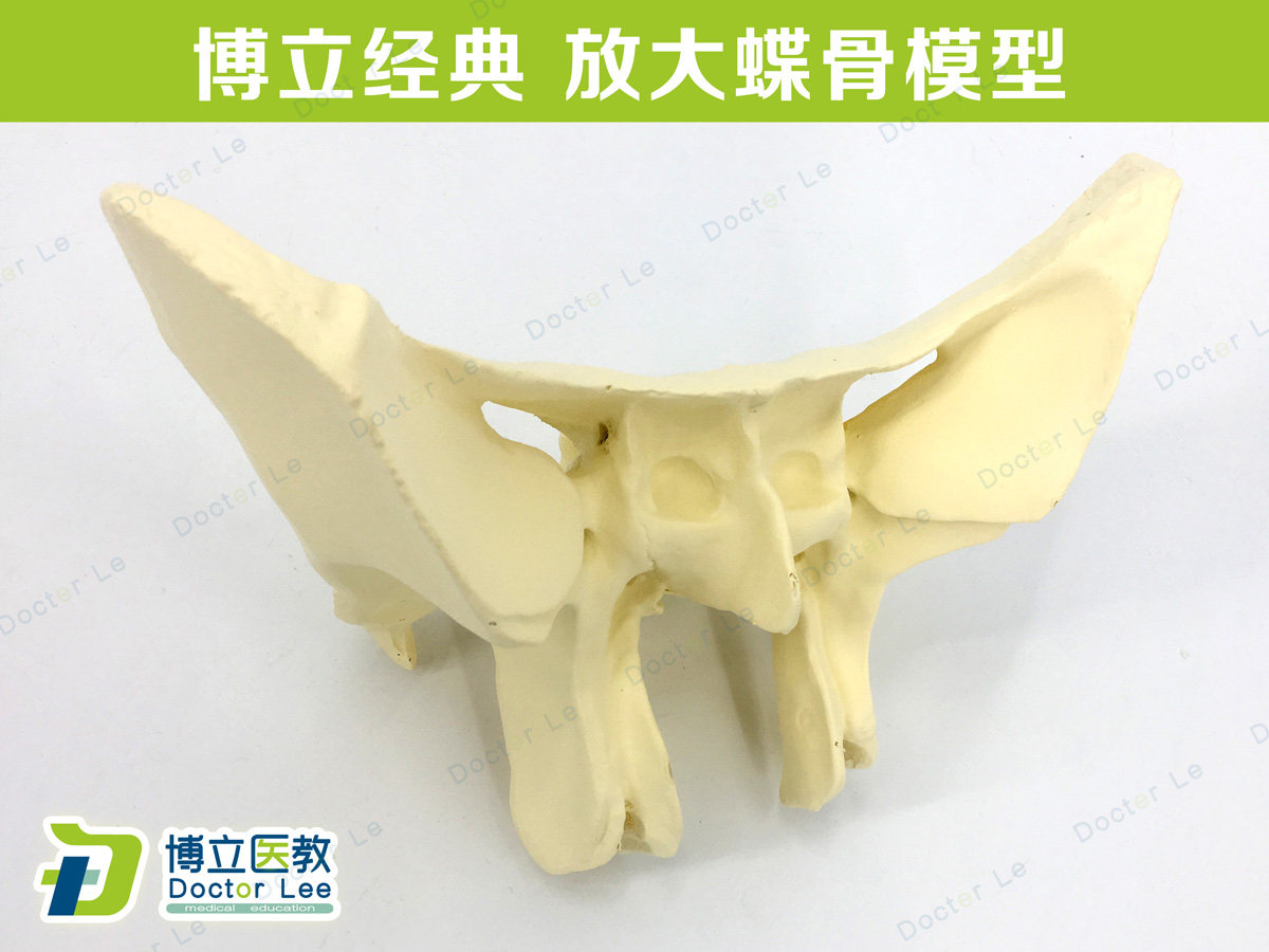蝶骨放大模型 人体蝶骨模型蝶骨放大3倍教学模型 蝶骨模型骨科