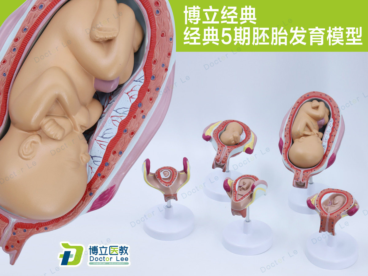 科教妊娠 胚胎发育 胎儿形成过程 关键5期模型计划 生育展示胎儿