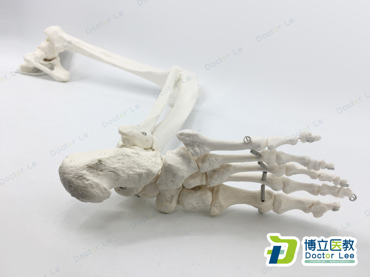 正骨骨科艺用医用下肢大腿骨脚掌模型 脚骨脚模型带胫腓骨和股骨