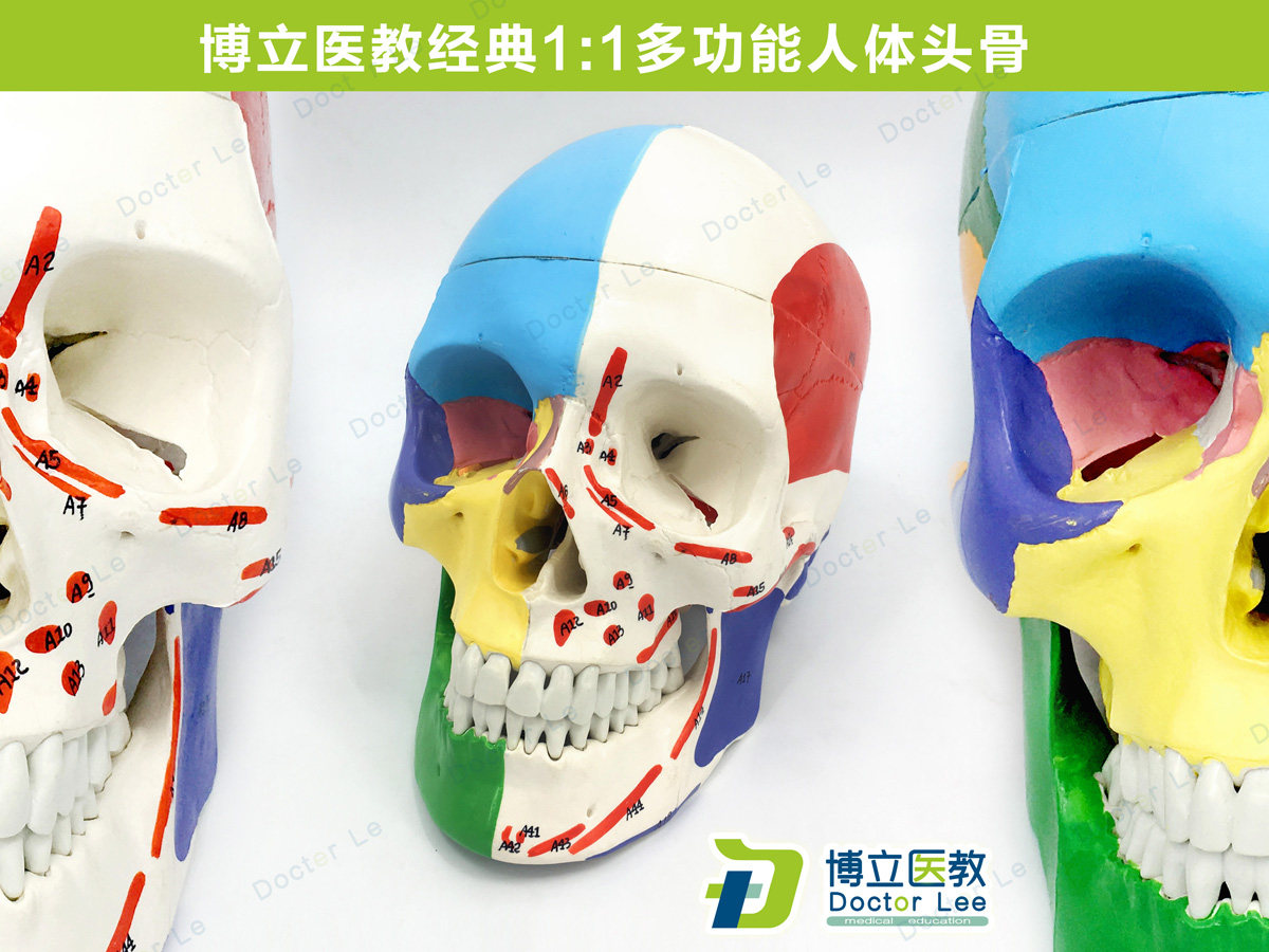 医学艺用头骨模型 Doctor Lee 头骨肌肉模型 银色神经骨科教学用 适用12岁以上