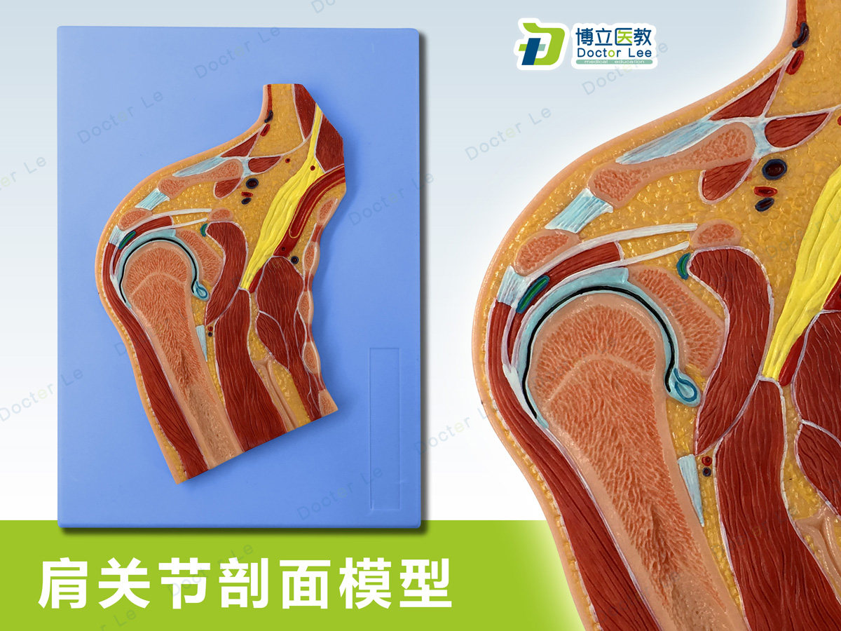 人体断层扫描 肩关节切面 浮雕 肩关节断层解剖学模型 ct运动解剖