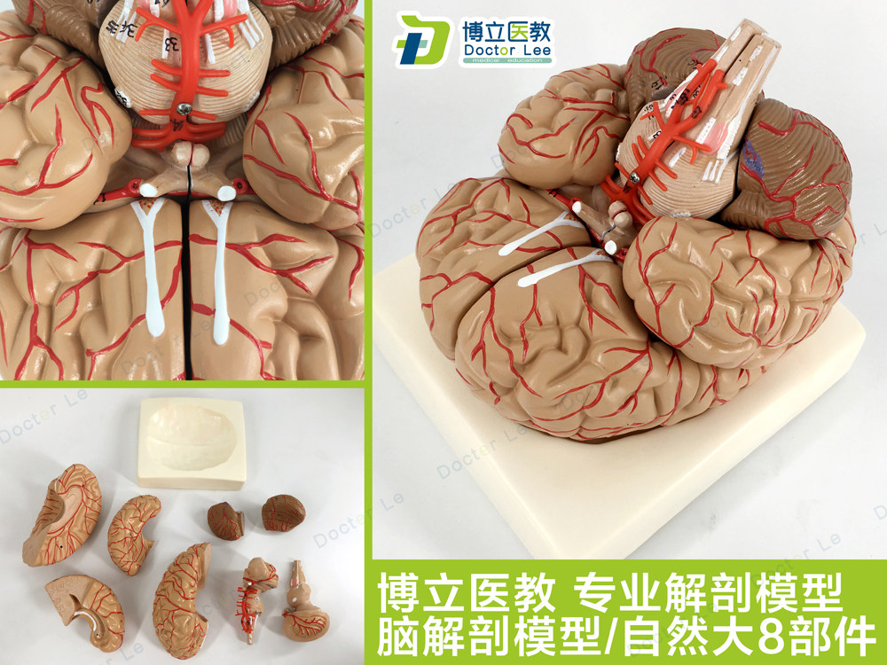 人体脑解剖模型脑模型 脑干模型脑结构模型仿真大脑模型医用教学