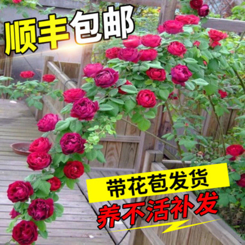 Vines Moon Season Mega Fry climbing vine Rosaceae Flowers Fry Patio patio Balcony Flowers plant 0063-WEKA