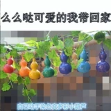 [Аутентичные горшечные ручные семена тыквы] Семена семян тыквы