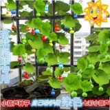 [Аутентичные горшечные ручные семена тыквы] Семена семян тыквы