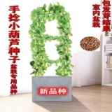 [Аутентичные горшечные ручные семена тыквы] Семена семян тыквы