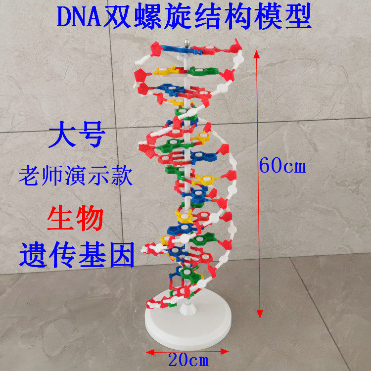 33306DNA双螺旋结构模型带底座可旋转60cm遗传基因生物实验器材