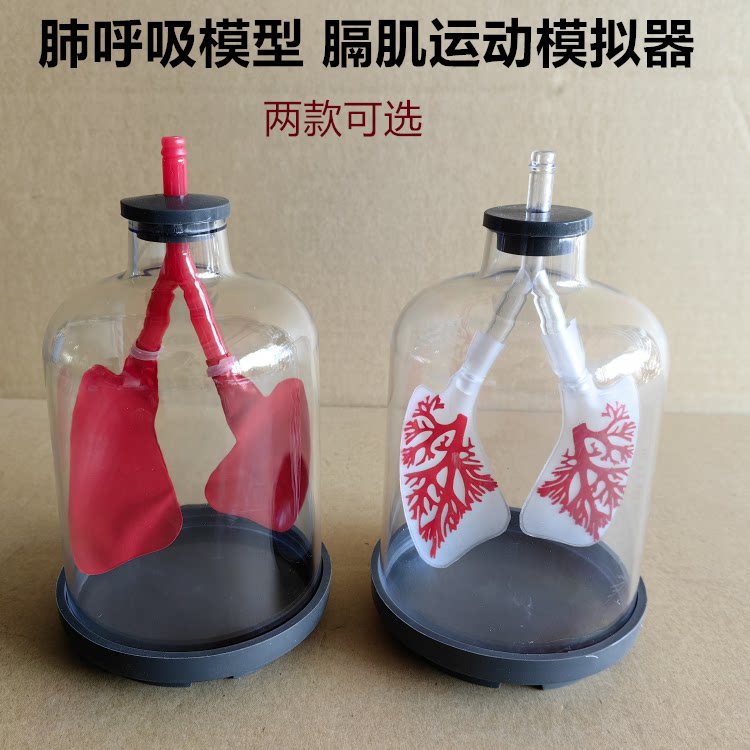 膈肌运动模拟演示器肺呼吸模型运动演示工作原理生物实验器材包邮