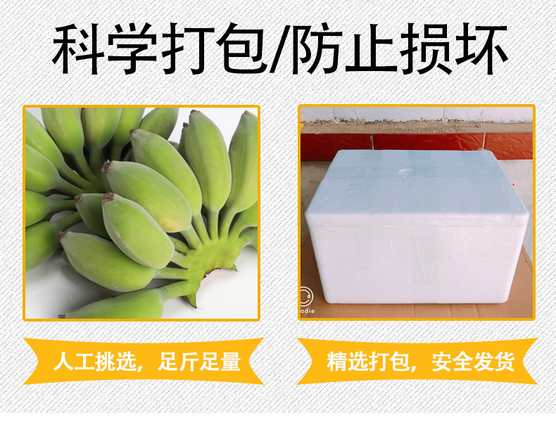 广西小米蕉 带箱10斤 蕉园现割先发 图5
