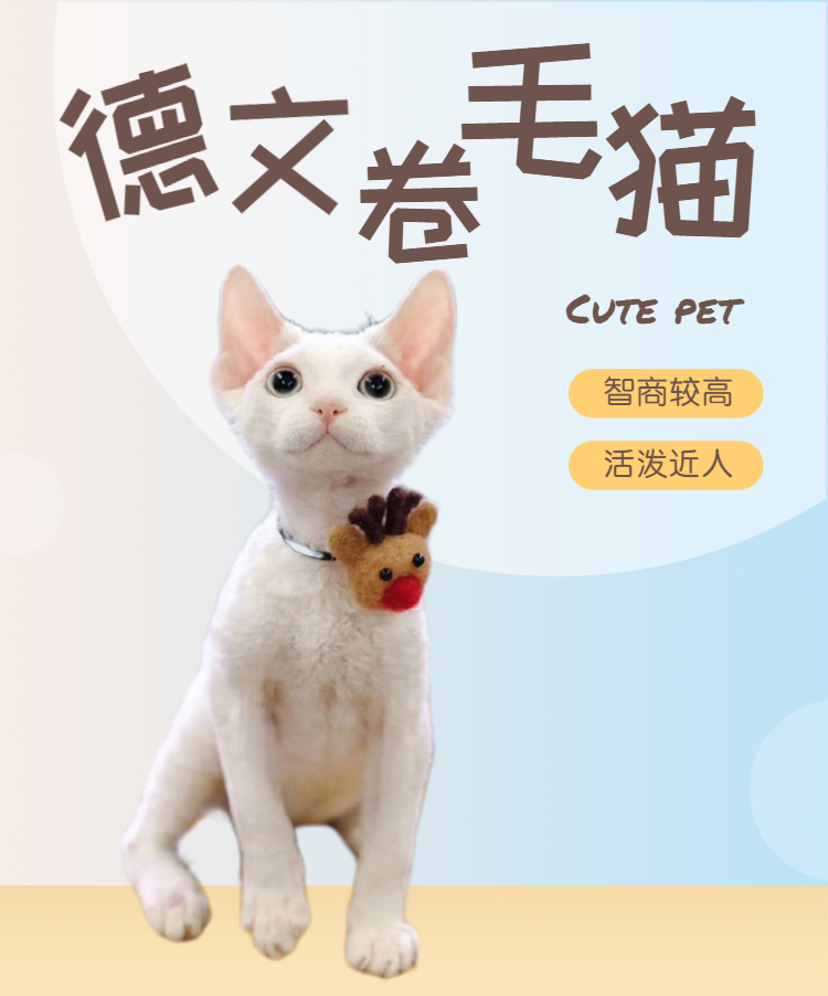 德文卷毛猫详情 (1).png