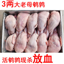  Quail meat fresh 3 Two large female quails freshly killed frozen white strips quail raw bone and meat barbecue stew soup 10