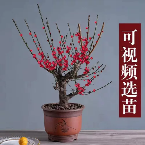 Цветочный цветок сливы