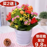 Долговечность цветочные горшки Тяжелые лепестки Большие цветочные саженцы с цветочными почками и цветами и растениями.