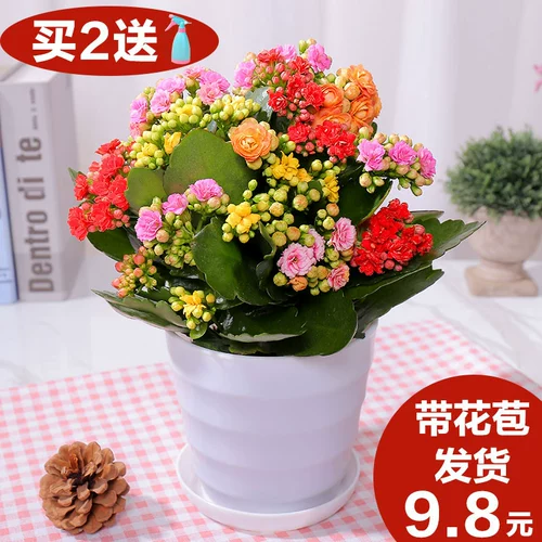 Долговечность цветочные горшки Тяжелые лепестки Большие цветочные саженцы с цветочными почками и цветами и растениями.