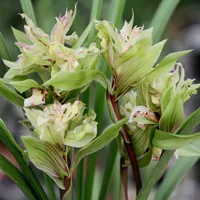 Пион Тан Шихе 5 саженцев купи два получи один в подарок