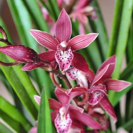 Орхидея Цзяньлан Чунчи Мочи Миао Zixia Fairy Open Red Orchid Miao Balcon Green Plum Plum Plum Camellia