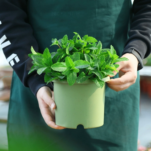 Мятный горшок съедобные крупные горшки из комаров с комаром репеллентные гидропонные растения прозрачные мяты офис. Небольшие зеленые растения
