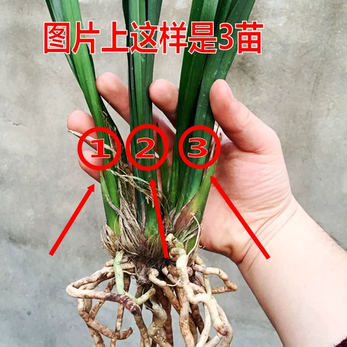 Орхидея Цзяньлан Чунчи Мочи Миао Zixia Fairy Open Red Orchid Miao Balcon Green Plum Plum Plum Camellia