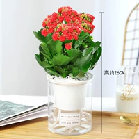 Бутик большой горшок с красными цветами (цилиндрический самовсасывающий) (купи 2 и получи лейку)