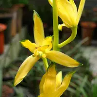 Саженцы Golden Sunshine 5