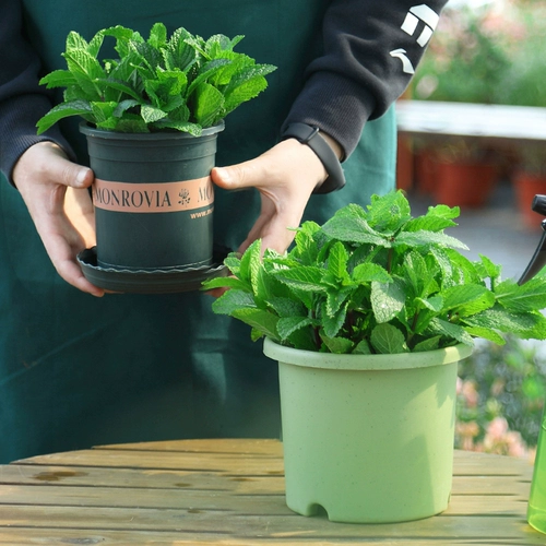 Мятный горшок съедобные крупные горшки из комаров с комаром репеллентные гидропонные растения прозрачные мяты офис. Небольшие зеленые растения