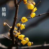 Винтерсти 4-летние саженцы (Obito Ships to Bloom в этом году)