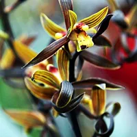 Саженцы Плато Игл 5 при покупке двух – один в подарок