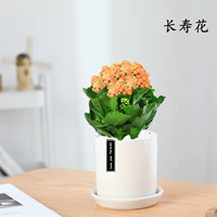 Качественная большая оранжевая раковина с цветами (белая цилиндрическая фарфоровая раковина) (купите 2 и получите лейку в подарок)