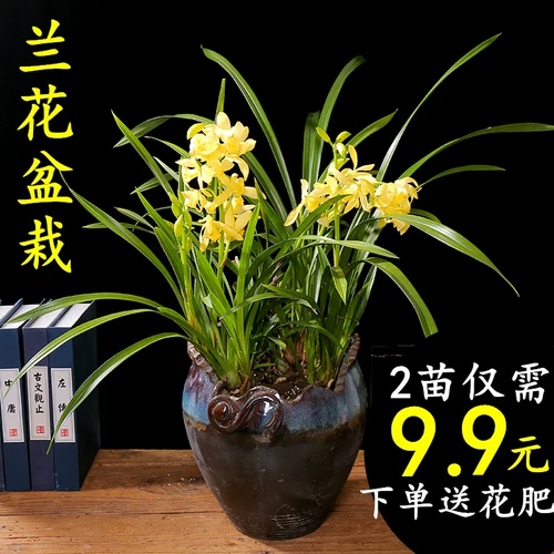 Самые ароматные саженцы орхидеи горшечные растения с цветами и почками называются Guilan Clivia Four Seasons Orchid Siangxiang Xiangfei Jianlan
