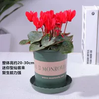 Красные докуле Циклоп (бассейн 0,5 галлона)