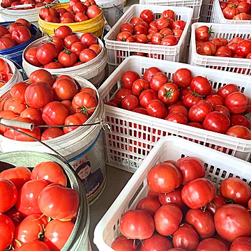 普罗旺斯西红柿新鲜自然熟生吃即食3斤[2元优惠券]-寻折猪