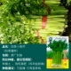 Четыре сезона Little Milky Milknate Seed-Original Package