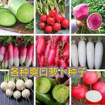 Crispy sweet fruit radish seeds Four Seasons red skin red meat flower cherry radish seed garden balcony radish seeds