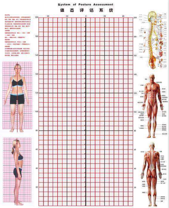[USD 34.87] Physical chart Gym Human station attitude assessment chart ...