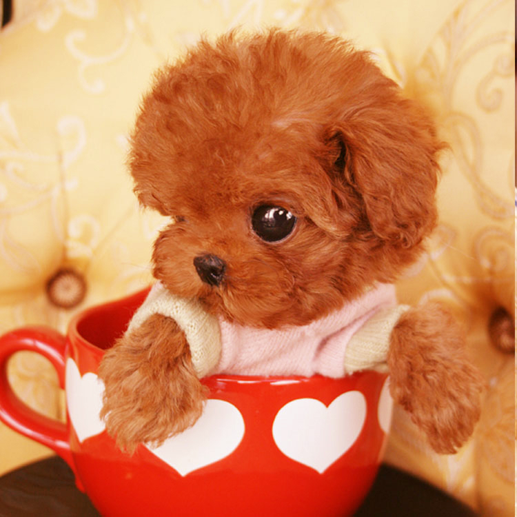 small teddy dog