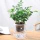 Cây thủy canh Fortune Wenzhu Green Luo Fugui Tre Cây xanh Trồng trong nhà Cây xanh Cây thủy tinh trong nhà Bình thủy tinh Gardenia - Vase / Bồn hoa & Kệ