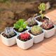 Succulent student novice set Succulent plant combination potted set Office succulent pot with soil and plant