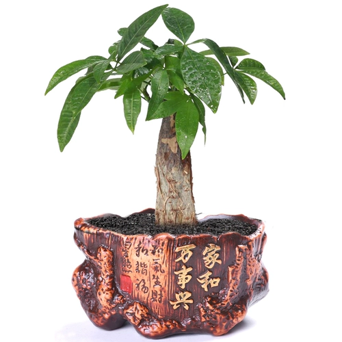 Ретро -дерево