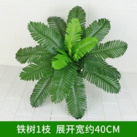 Железное дерево