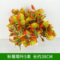 5 ветвей осенних виноградных листьев