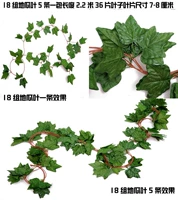 Группа из 18 групп листьев сладкой дыни